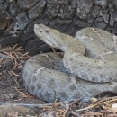 A light grey rattlesnake coils defensively with an alpine trees bark in the background.
