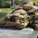 Brown Basilisk Lizard