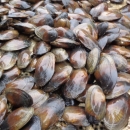 Bunch of brown speckled pocketbook mussels.
