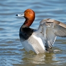 Drake redhead duck flapping its wings