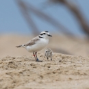 Threatened western snowy plover and chick at Huntington State Beach in California.