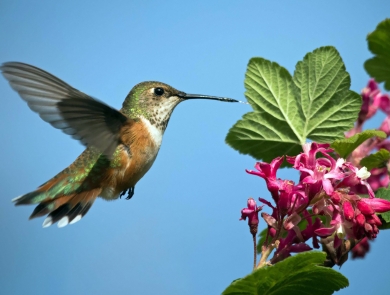 a brown and green and white hummingbird hovers at a pink group of flowers