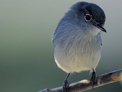 white and blue bird sitting on a tree branch
