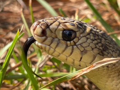 Mr. Snake, a Louisiana pinesnake that helps the U.S. Forest Service with education and outreach, smells with his tounge July 11, 2022.