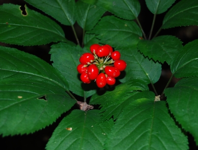 A group of red berries on a green-leafed plant. 