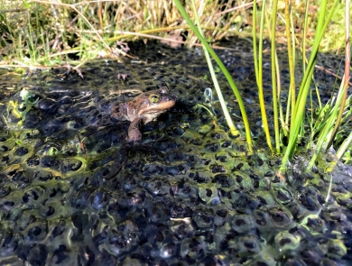 Golden-eyed frog sits in shallow water buried in a pile of jellied eggs, green shoots of water plants emerging nearby
