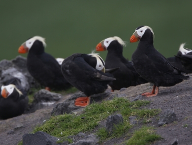 A group of Tufted Puffins - chunky, black bodied, white faced, orange footed, and yellow-tufted seabirds - stand atop a grassy rock