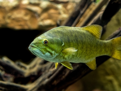 A smallmouth bass swims near some woody debris. The fish is greenish in color with a white belly. 