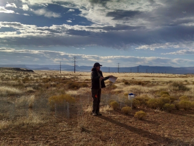 Staff surveying Mojave desert tortoise habitat. 