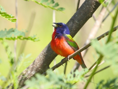 Painted bunting perched on branch and singing