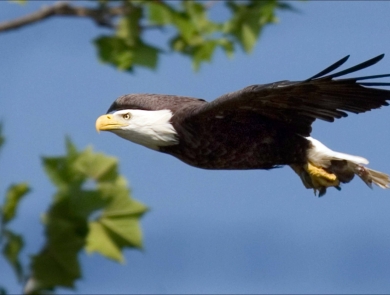 Bald eagle soaring in the clear blue skies.