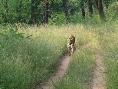 A tiger walks along a dirt road through tall grasses with forest in background