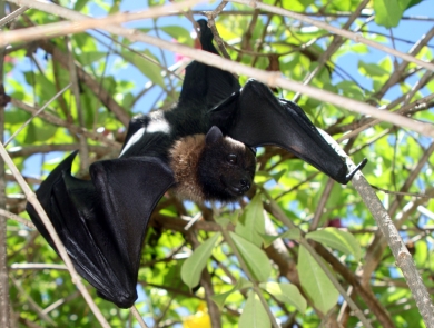 A black and brown tropical bat climbing through brush