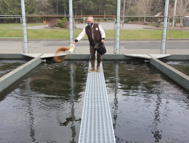Quinault National Fish Hatchery fish culturist, Ed Lemieux, feeding salmon.