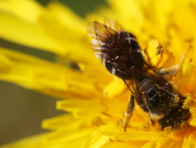 a bee inside of a yellow flower with yellow pollen on its body