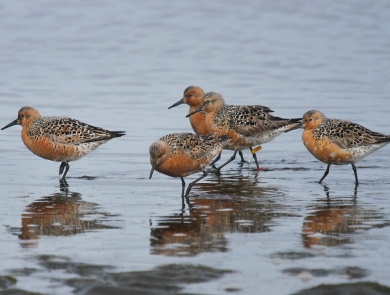 Five red knots standing in shallow water at Bottle Beach State Park, WA