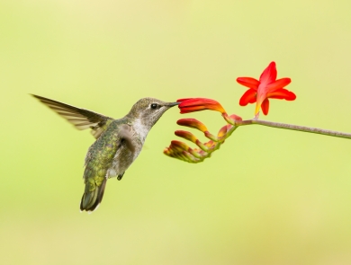 Anna's hummingbird sipping nectar from red flower