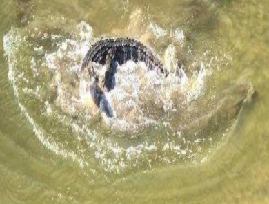 An alligator splashing in a catfish pond at Welaka NFH