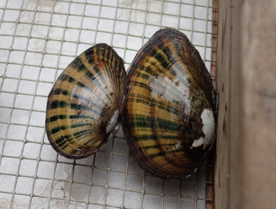 Freshwater mussels from the Chipola River.