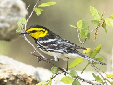 Golden-cheeked warbler at Guadalupe River State Park. Endangered/threatened species