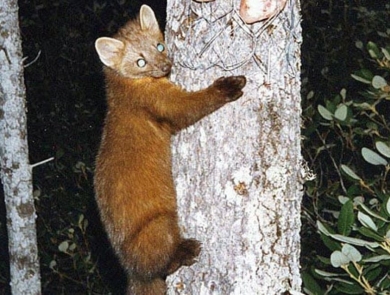 a small furry mammal clings to a tree at night