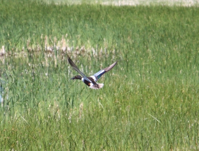 A colorful duck flies across a cattail marsh.