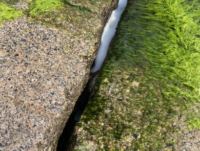 Green sea turtle trapped in jetty rocks in Texas