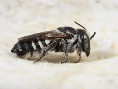 A close up of a fuzzy gray bee with large speckled eyes