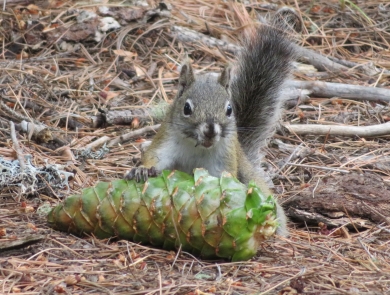 A squirrel with a pine cone