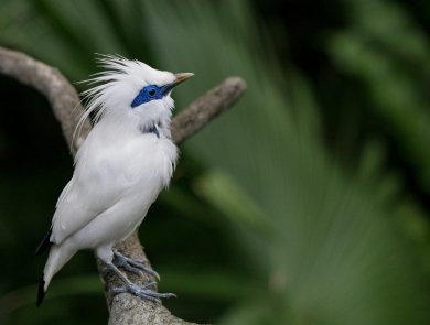 A white bird with a crest and blue around its eye sitting on a branch