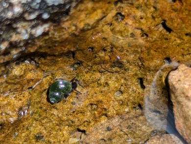 Through calm, clear waters, an emerald-green spiral springsnail is shown, sitting on a tan rock with holes.