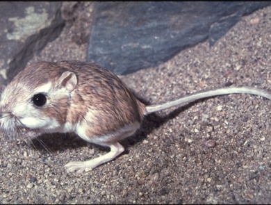 Image of San Bernardino kangaroo rat with dusky brown fur and large brown eyes