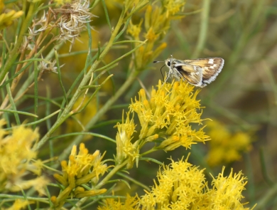 A yellow and brown moth on a yellow and green plant