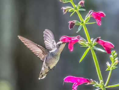 A black-chinned hummingbird is in flight as it is nectaring on big red sage plant.