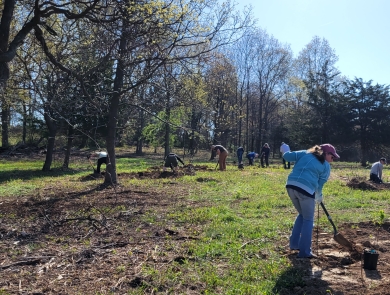 volunteers plant native shrubs