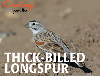 A postcard-style image; a Thick-billed longspur bird perches on the ground. Text reads Greetings from the Thick-billed longspur
