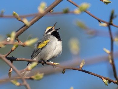 A golden-winged warbler singing from a tree branch