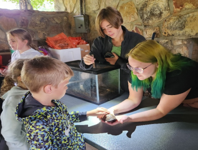 Carolina box turtle touch