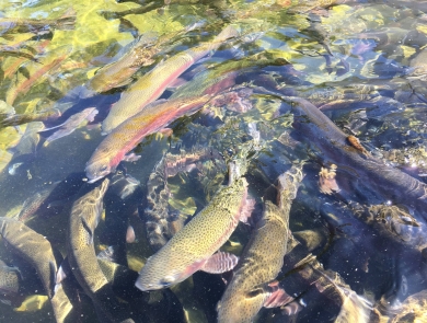 A school of large rainbow trout swim closely together. 