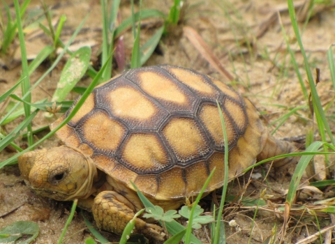 Juvenile gopher tortoise