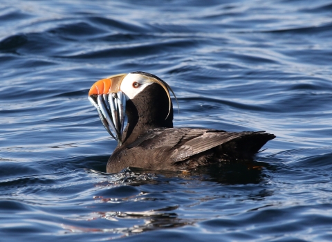 Tufted Puffin feeding off the coast of Kodiak National Wildlife Refuge