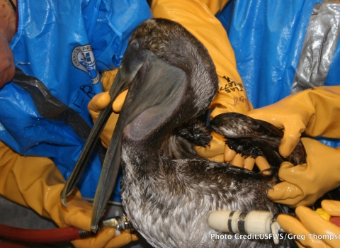 Cleaning an oiled brown pelican