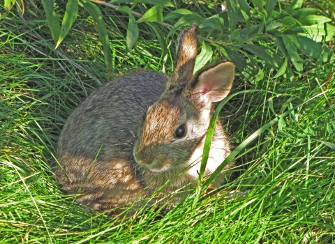 New England Cottontail in clearing