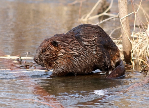 Beaver in the water at Trempealeau National Wildlife Refuge