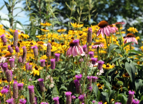 Purple prairie clover, purple coneflower and yellow coneflower in a native pollinator garden