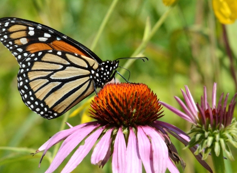 A monarch butterfly on a purple coneflower