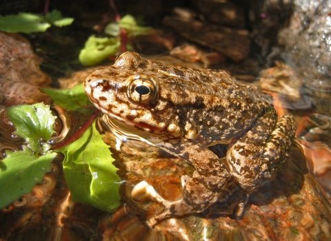 A tan and brown frog sits on a rock in a creek