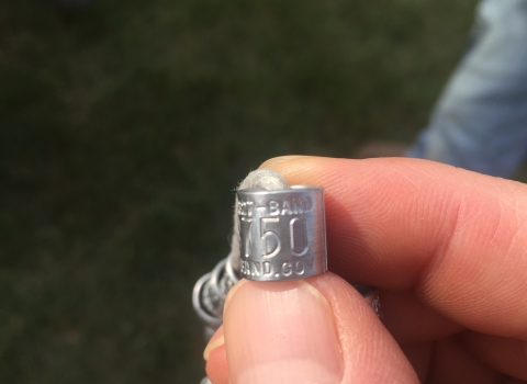 a silver metal band with letters and numbers are placed on the ducks