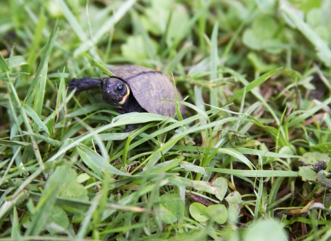 a tiny turtle walks through the grass