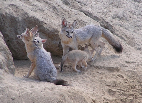 two adult kit foxes sit outside their rocky den with two kit fox pups